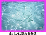 食パンに蒸れる魚達